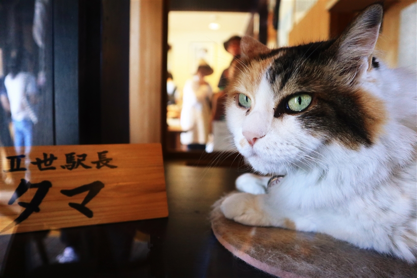 115年國外旅遊 會員報名與補助資訊
